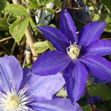 Clematis Morning Star 'Zoklako' - Late Spring Flowering Clematis