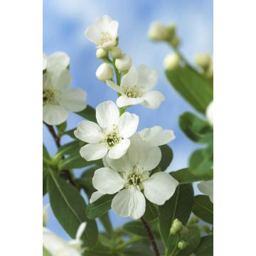 Exochorda macrantha The Bride - LARGE circa 120-150cms tall