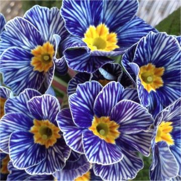     Primrose Blue Zebra - Zebra Blue Primula - Pack of SIX Plants