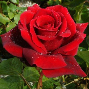 Rose Royal William - Hybrid Tea Rose