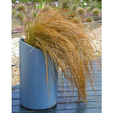 Carex comans Bronze