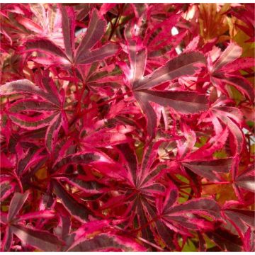 Acer palmatum Pink Passion - Striking Large Japanese Maple