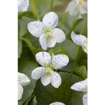 Viola sororia 'Freckles'