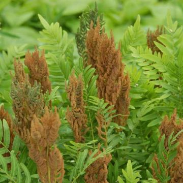 Osmunda regalis - Regal Fern