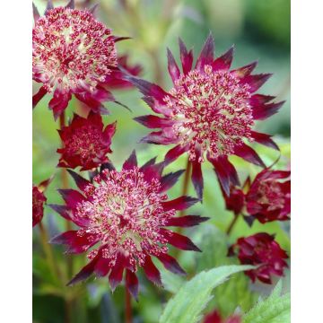 Astrantia major Hadspen Blood