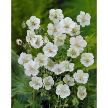 Geranium phaeum 'Album' - Dusky Cranesbill