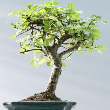 Large Chinese Elm Bonsai Tree with Glased dish and saucer in Gift Box