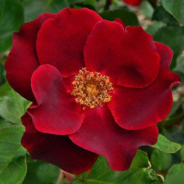 Rose Dusky Maiden - Floribunda Rose