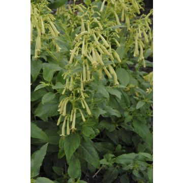 Phygelius Moonraker - Yellow Flowering Cape Fuchsia