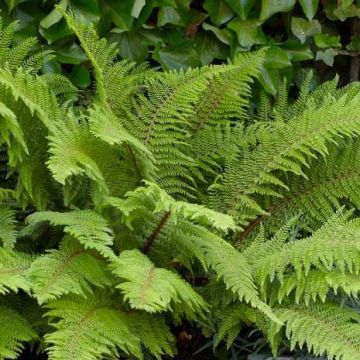 Polystichum setiferum 'Herrenhausen' - Soft Shield Fern