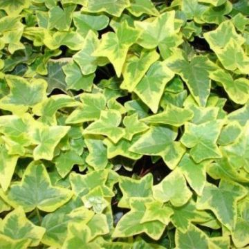 Hedera Helix Goldchild - Golden variegated Ivy
