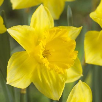 Narcissus Carlton - Daffodil