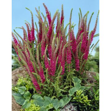 Veronica spicata 'Red Fox' (Rotfuchs)