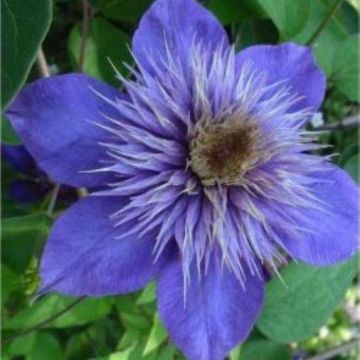 Clematis Multi-Blue