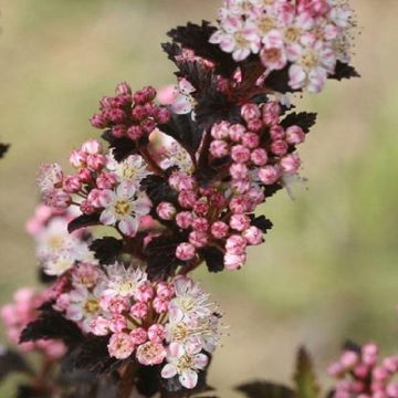 Physocarpus opulifolius Tiny Wine - Ninebark