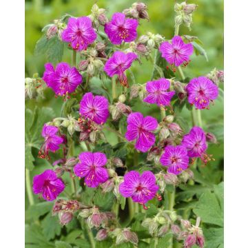 Geranium macrorrhizum 'Bevan's Variety' - Balkan Cranesbill