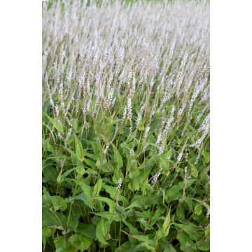 Persicaria amplexicaulis 'Alba'