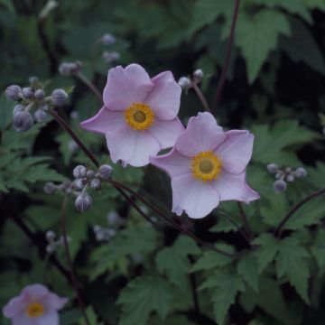 Anemone x hybrida Loreley - Windflower