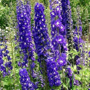 Delphinium King Arthur