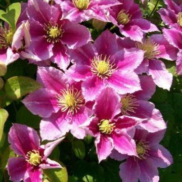 Clematis Piilu - Summer Flowering Clematis