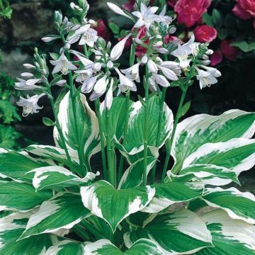 Hosta fortunei 'Patriot'