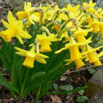 Tete a Tete Dwarf Daffodils in Bud & Bloom