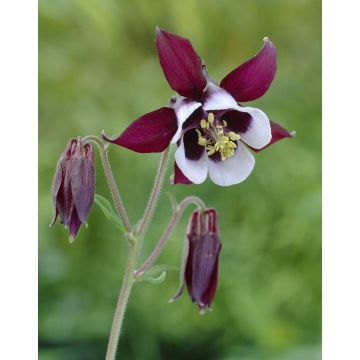 Aquilegia vulgaris William Guinness - Granny's Bonnet, Columbine