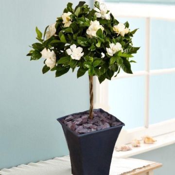 Magnificently Fragranced Topiary Standard Gardenia Tree in Bud and Bloom