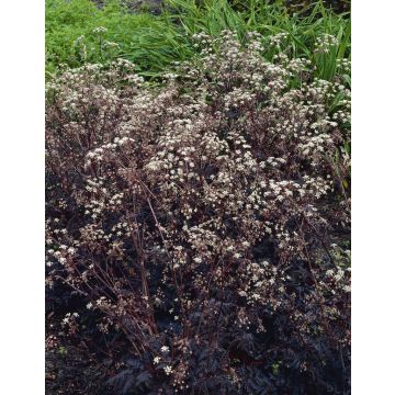 Anthriscus sylvestris Ravenswing - Black Cow Parsley