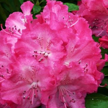 Rhododendron Germania - Rhododendron Hybrid