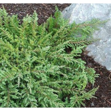 Juniperus communis repanda 'Green Carpet'