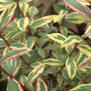 Hypericum Tri-color - St Johns Wort