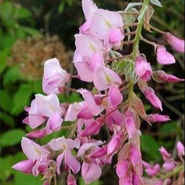 Wisteria brachybotrys Shiro beni - Pink Ice Japanese Wisteria - Large Specimen Plant 6ft+