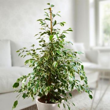 Ficus benjamina Twilight - Weeping Fig Tree - House Plant 80-100cm