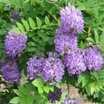 Wisteria Amethyst Falls in Bloom