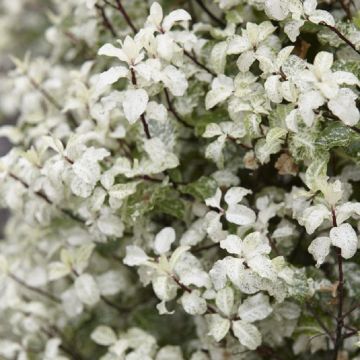 Pittosporum Irene Paterson - 'Kohuhu'