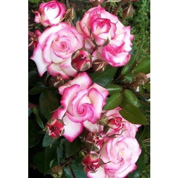 Large 5-6ft Climbin Rose - Rose Handel