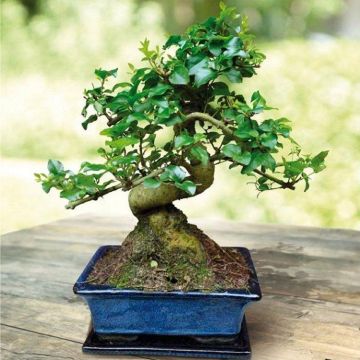 Beautiful Chinese Ligustrum 'curved S shape' Bonsai Tree with glazed dish and saucer in Large Gift Box