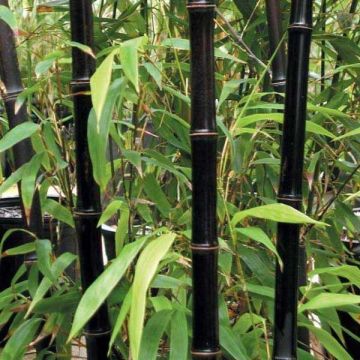 Phyllostachys nigra - Black Bamboo - Large Approx 6-8ft Tall Plants - Pack of Three +