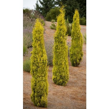 Lemon Scented Monterey Golden Cypress LARGE 100-120cm Gold Totem Tree +