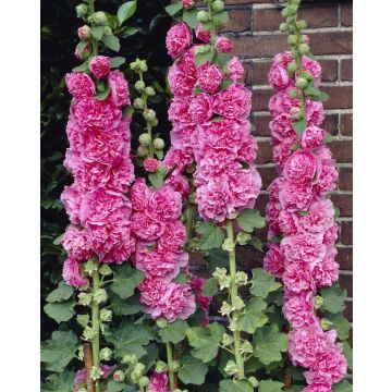 Alcea Chaters Double Rose Pink - Hollyhock (Althea)