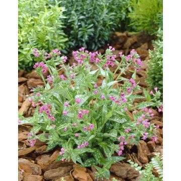 Pulmonaria Raspberry Splash 