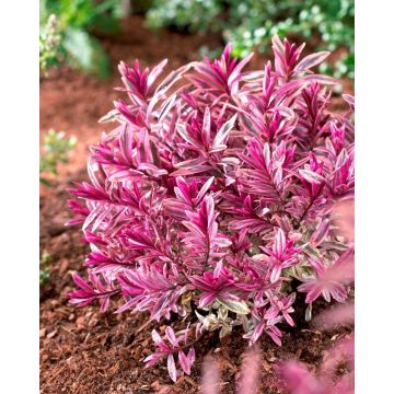 Hebe Heartbreaker - Pack of THREE Plants