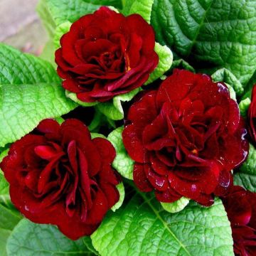 Primula belarina Valentine - Sumptuous Double Red Perennial Primrose