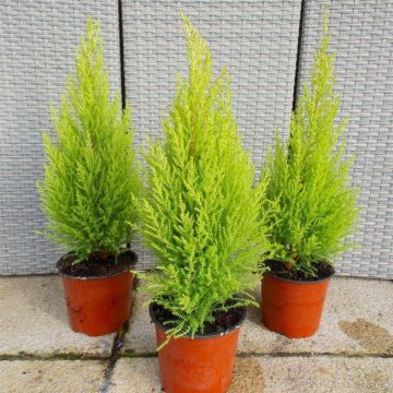 Lemon Scented Monterey Cypress Goldcrest - Pack of  THREE Plants