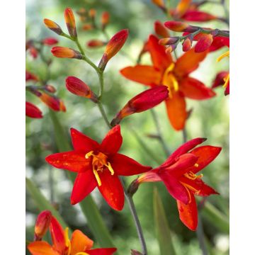 Crocosmia x crocosmiiflora 'Babylon' - Giant Montbretia