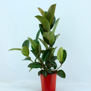 Ficus elastica Robusta - Rubber Plant Tree - House Plant