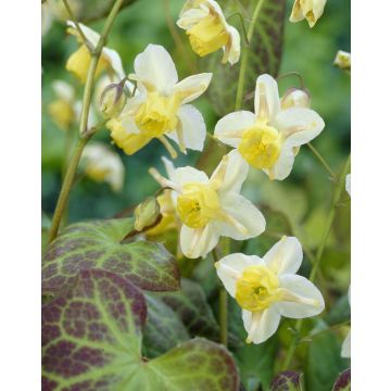 Epimedium x versicolor 'Sulphureum'