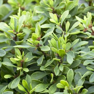 Berberis thunbergii Kobold - Dwarf Barberry