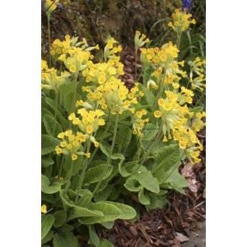 Primula veris - Native Cowslip